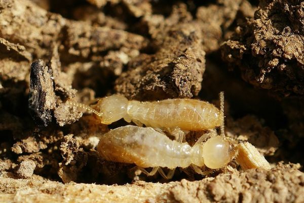 Rhinotermitidae Termite Control Services